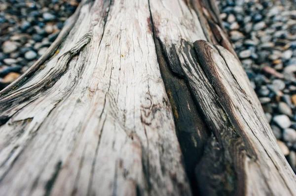 Baykal Gölü Kıyısındaki Çakıl Taşlarının Üzerindeki Kuru Ağaç — Stok fotoğraf