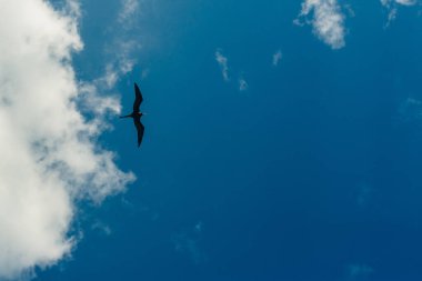 Karayip Fırkateyn tropikal deniz yüksek gökyüzüne uçan kuş