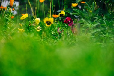 yeşil çimlerde turuncu nonoş çiçekleri.
