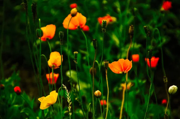 Yeşil Çimlerde Turuncu Nonoş Çiçekleri — Stok fotoğraf