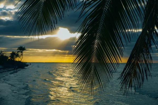 Wyspa Holbox Zachód Słońca Plaża Palma Drzewo Tropikalne Meksyku — Zdjęcie stockowe