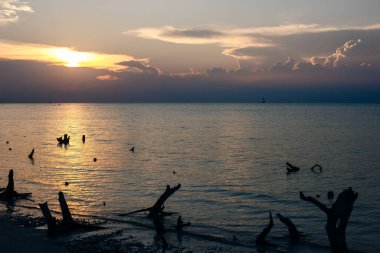 Holbox Adası gün batımı Meksika 'da tropikal plaj palmiyesi.