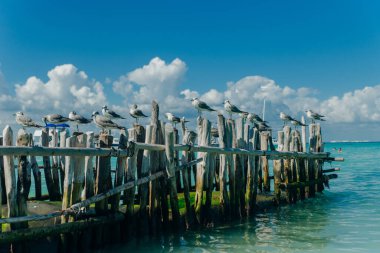 Mavi gökyüzüne karşı eski gri kütükler üzerinde martılar. Isla mujeres, Meksika.