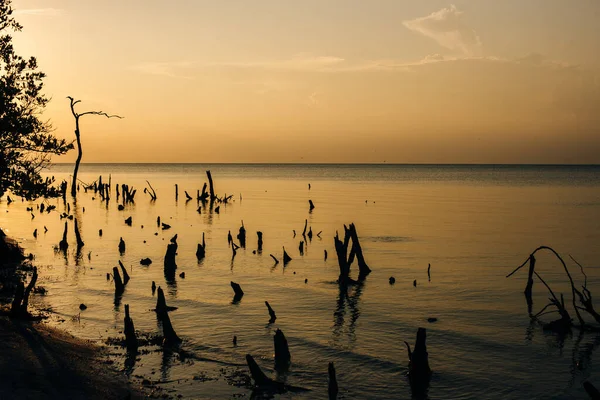 Holbox Insel Sonnenuntergang Strand Palme Tropischen Mexiko — Stockfoto