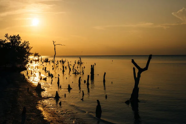 Holbox Insel Sonnenuntergang Strand Palme Tropischen Mexiko — Stockfoto