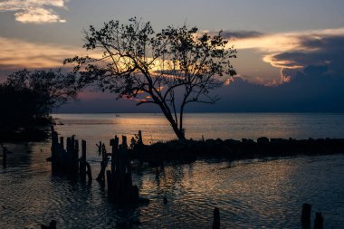 Holbox Adası gün batımı Meksika 'da tropikal plaj palmiyesi.