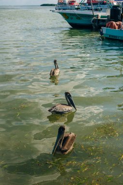 Holbox, Meksika sahillerinin turkuaz sularında pelikan..