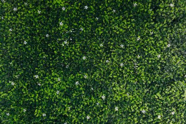 Üst manzara, yeşil çimen dokusu, yeşil çimen dokusu.