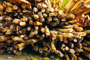 Çam yaprağı dokusu. Tasarım için çam ağaçlarının ahşap arka planı