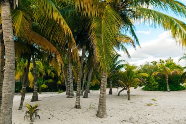Palmiye ağaçları, bulutlar ve Meksika 'daki tropik plajların manzarası..