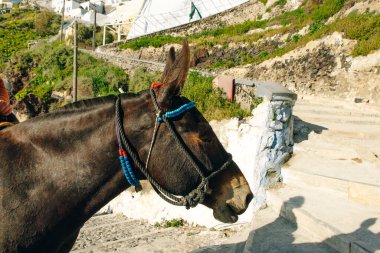 Yunanistan 'ın Santorini adasında güzel bir koşum takımı içinde eşek.