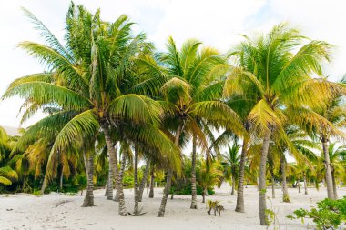 Palmiye ağaçları, bulutlar ve Meksika 'daki tropik plajların manzarası..