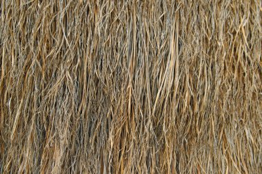 Meksika 'da kuru palmiye yaprakları.