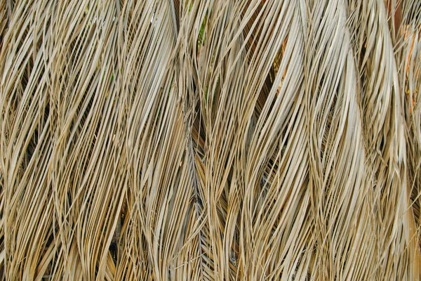 Dry Palm Leaves Background Mexico — Stock Photo, Image