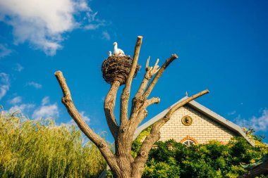 Beyaz leylekleri taklit eden yapay kopyalar, bir direğe monte edilmiş ve ağaç dallarından bükülmüş büyük bir yuva..