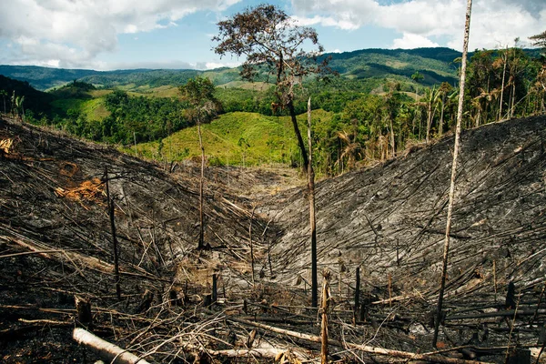 Forêt tropicale brûlée en colombie. Arbres tombés — Photo