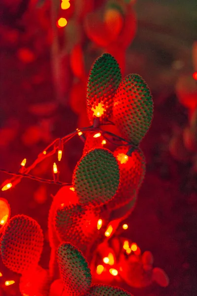 植物サボテンガーデンラスベガス。2019年12月サボテンのカラフルな光のディスプレイ — ストック写真