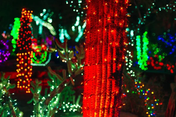 Botanical Cactus Garden las vegas. - dec, 2019 Colorful light display of cactus