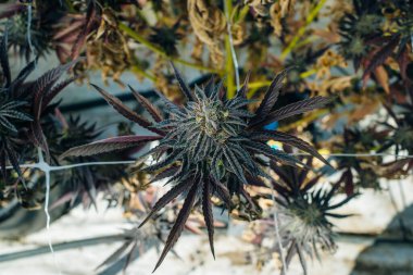 Kenevir Avı Broşürlü En İyi Bud Kapalı Kapalı Kapılar Hukuki Kullanım Bahçesi Marihuana California