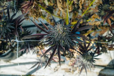 Kenevir Avı Broşürlü En İyi Bud Kapalı Kapalı Kapılar Hukuki Kullanım Bahçesi Marihuana California