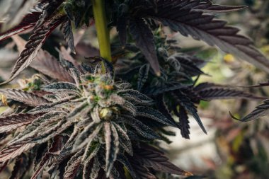 Kenevir Avı Broşürlü En İyi Bud Kapalı Kapalı Kapılar Hukuki Kullanım Bahçesi Marihuana California