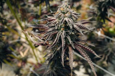 Kenevir Avı Broşürlü En İyi Bud Kapalı Kapalı Kapılar Hukuki Kullanım Bahçesi Marihuana California