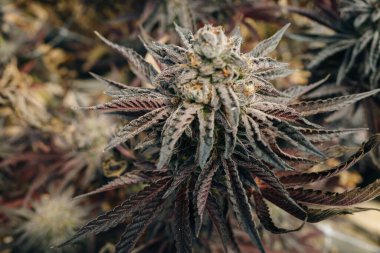 Kenevir Avı Broşürlü En İyi Bud Kapalı Kapalı Kapılar Hukuki Kullanım Bahçesi Marihuana California