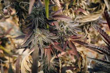 Kenevir Avı Broşürlü En İyi Bud Kapalı Kapalı Kapılar Hukuki Kullanım Bahçesi Marihuana California