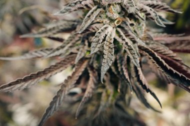 Kenevir Avı Broşürlü En İyi Bud Kapalı Kapalı Kapılar Hukuki Kullanım Bahçesi Marihuana California