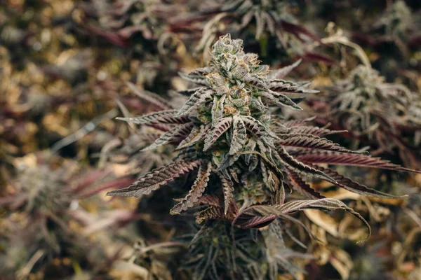 Cannabis Stalk Top Bud Con Folletos Close Uso Comercial Legal —  Fotos de Stock