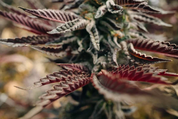 Kenevir Avı Broşürlü En İyi Bud Kapalı Kapalı Kapılar Hukuki Kullanım Bahçesi Marihuana California