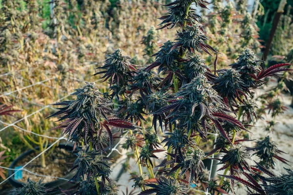 Cannabis Stalk Top Bud Con Folletos Close Uso Comercial Legal —  Fotos de Stock