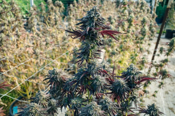 带有叶面特写的大麻秸秆顶芽室内合法商业用途花园 — 图库照片
