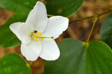 Sarı merkezli, yeşil lekeli yabani beyaz çiçek.