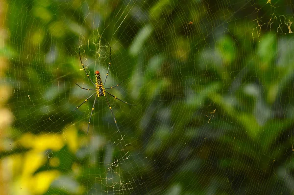 거미줄에 거미와 초점을 맞추고 부분들 — 스톡 사진