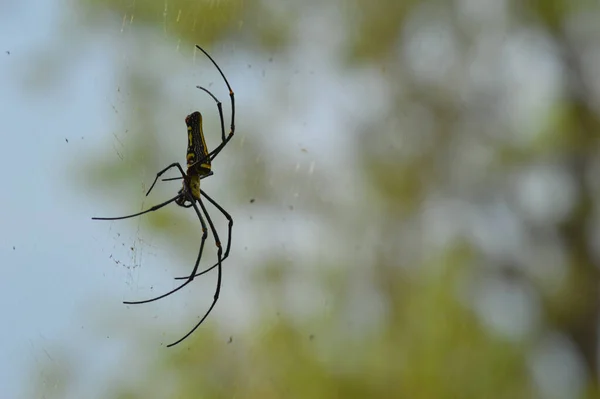 Grande Aranha Sua Teia Com Algumas Partes Foco — Fotografia de Stock