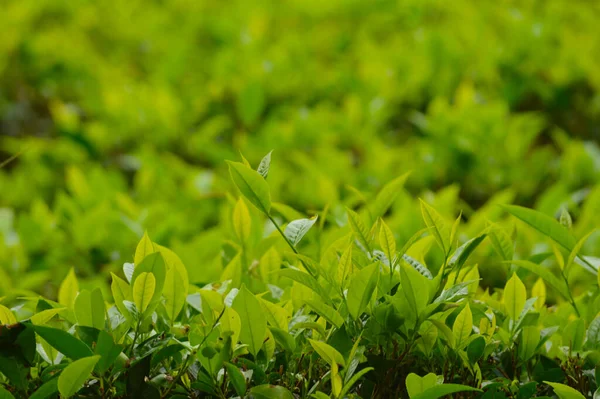 Чай Растения Некоторыми Листьями Фокусе — стоковое фото