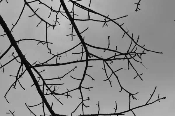 多云天空下荆棘树枝的单色图像 — 图库照片