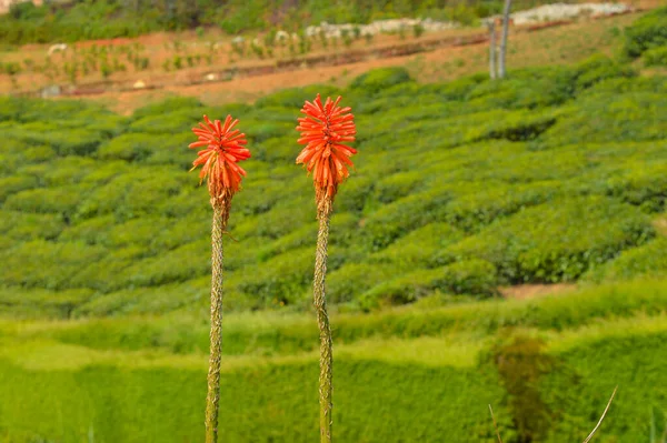 Wildblumen Mit Einigen Stellen Fokus — Stockfoto