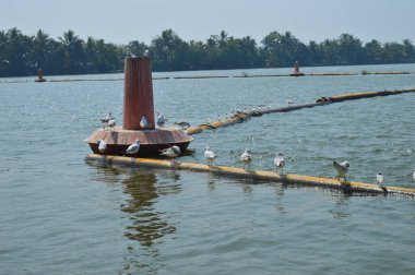 Metal bir boruya tünemiş su kuşları. Durgun sularda farklı kuş türleri görülebilmektedir ve genel kuş popülasyonunun panteonları arasında eşsiz kuşların gizemli bir koleksiyonu sergilenmektedir.