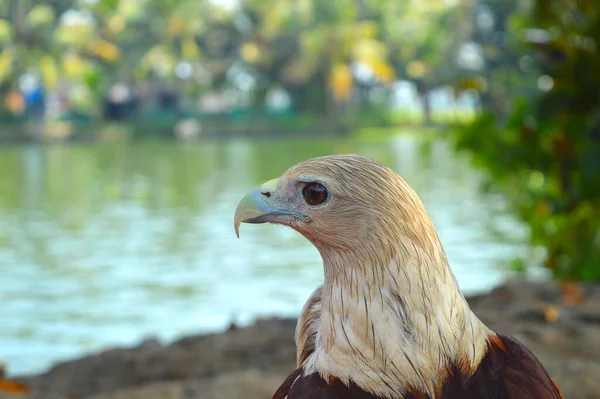 Tamed Eagles Aleppey Common Sight Some Cafes Here Incredibly Calm — Stock Photo, Image