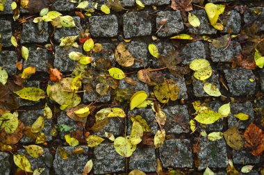 Kaldırım deseninde sarı yapraklar