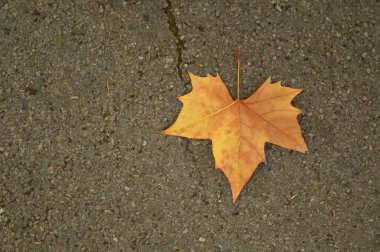 Asfalt üzerinde sarı ve kahverengi akçaağaç yaprağı