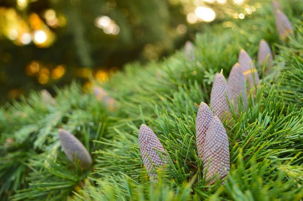Pine Cones Branch Some Focus — Stock Photo, Image