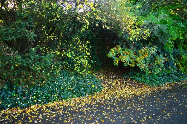 Sentier Avec Feuilles Tombées Fond Vert — Photo