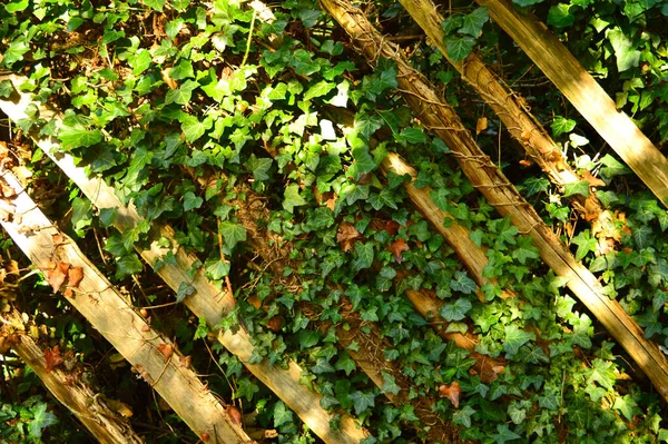 Plants Growing Lattice Showing Power Nature — Stock Photo, Image