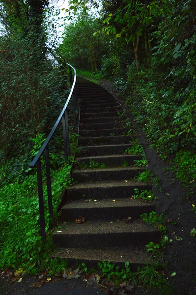 Steps in a park with greenery on both sides and a railing