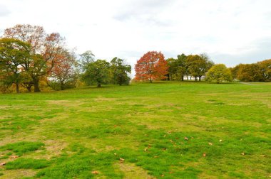 Farklı renkte ağaçlar ve yeşil çimlerle güzel bir manzara.
