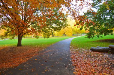 Her tarafı kahverengi ve sarı yapraklarla kaplı bir parkta patika.