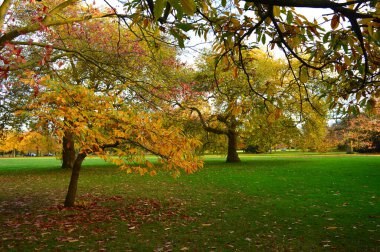 Yeşil çimenli manzara ve arkada mavi gökyüzü olan renkli ağaçlar.